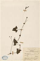 藏品(刺蓼(廊茵))的圖片